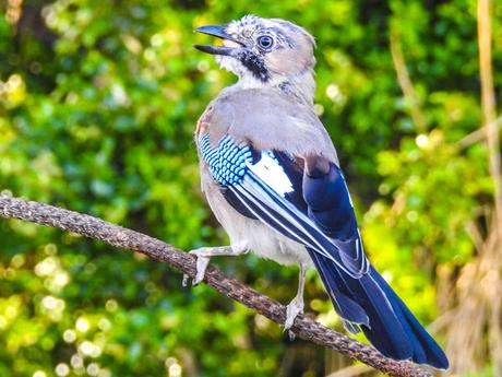 Arrendajo euroasiático (Garrulus glandarius)-Gaio - Gaig - Eskinosoa -Eurasian jay