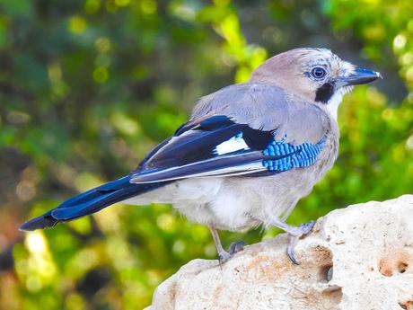 Arrendajo euroasiático (Garrulus glandarius)-Gaio - Gaig - Eskinosoa -Eurasian jay