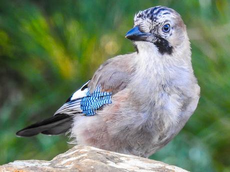 Arrendajo euroasiático (Garrulus glandarius)-Gaio - Gaig - Eskinosoa -Eurasian jay