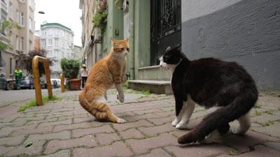 Kedi (Gatos de Estambul). La convivencia entre el hombre y el gato.