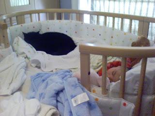 Colecho, ¿A favor o en contra?