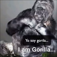 La gorila Koko hace un llamado a la humanidad