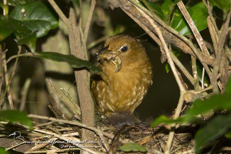 Fueguero morado (Red-crowned Ant-Tanager) Habia rubica