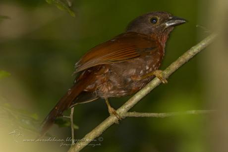 Fueguero morado (Red-crowned Ant-Tanager) Habia rubica