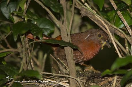 Fueguero morado (Red-crowned Ant-Tanager) Habia rubica