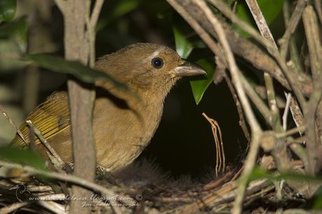 Fueguero morado (Red-crowned Ant-Tanager) Habia rubica