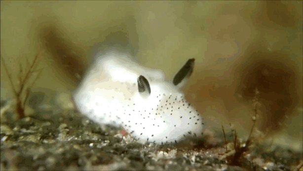 El conejo de mar