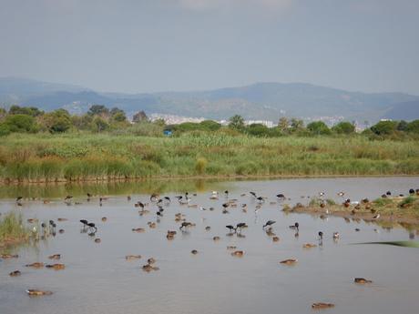 Estany del Remolar y Marismas de les Filipines. Delta del Llobregat