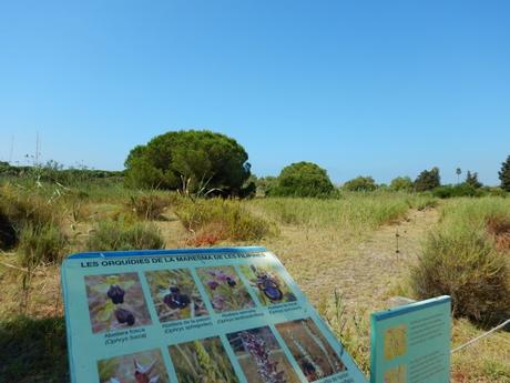 Estany del Remolar y Marismas de les Filipines. Delta del Llobregat