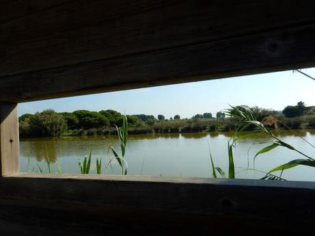 Estany del Remolar y Marismas de les Filipines. Delta del Llobregat