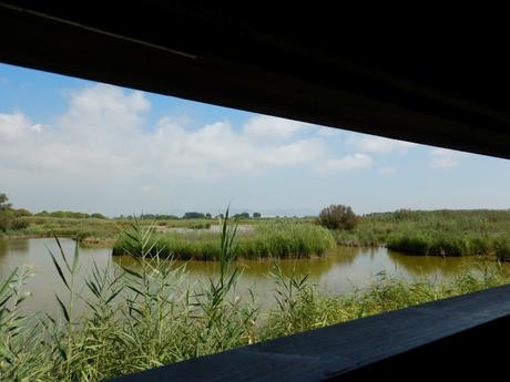 Estany del Remolar y Marismas de les Filipines. Delta del Llobregat