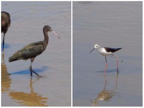 Estany del Remolar y Marismas de les Filipines. Delta del Llobregat
