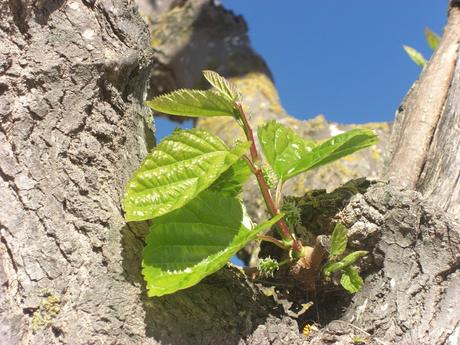 Persiguiendo la Inmortalidad