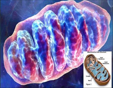 El éxito es sobrevivir a toda costa: Mitocondrias