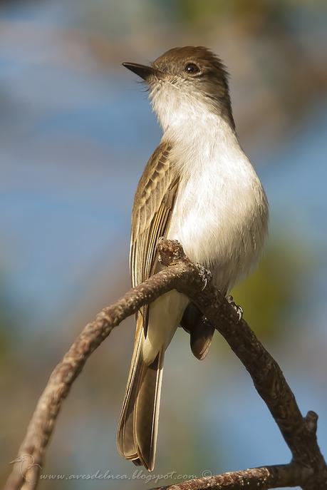 Bobito Grande  (La Sagra´s Flycatcher)  Myiarchus sagrae Gundlach, 1852