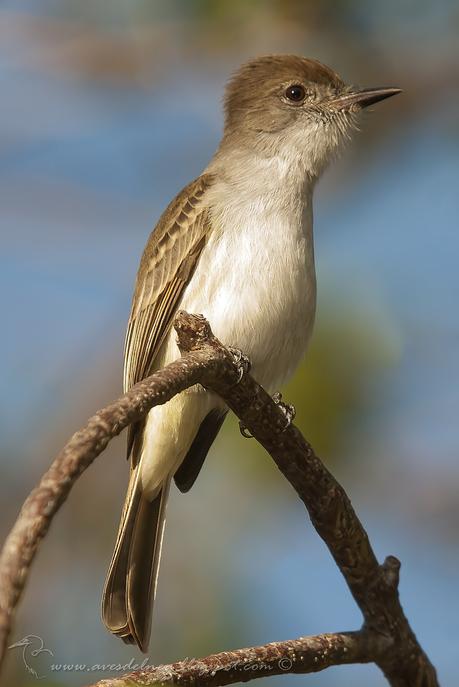 Bobito Grande  (La Sagra´s Flycatcher)  Myiarchus sagrae Gundlach, 1852