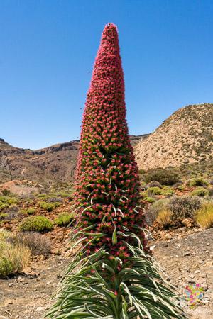 Flor Tajinaste Rojo en el Parque Nacional Teide en Tenerife