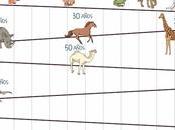 ¿Cuánto viven animales?
