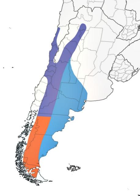 Comesebo andino (Phrygilus gayi)