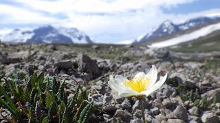 SENDERISMO EN JASPER: MOUNT WILCOX 2884 m