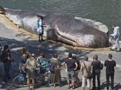 ballena encallada impacta peatones parisinos este impresionante ambient marketing