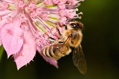 Abeja recolectora