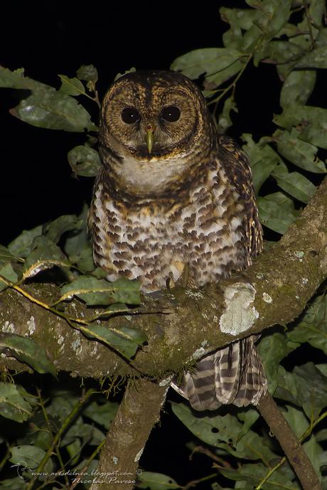 Lechuza Listada  (Rusty-barred Owl)  Strix hylophila (Temminck, 1825)