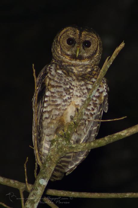 Lechuza Listada  (Rusty-barred Owl)  Strix hylophila (Temminck, 1825)