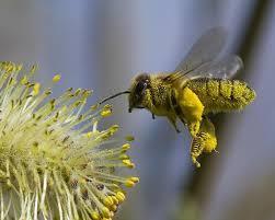 REQUISITOS PROTEICOS DE LAS DISTINTAS ETAPAS DE DESARROLLO. El polen es la fuente natural de proteínas de las abejas; y es utilizado dentro de la colmena fundamentalmente por las abejas nodrizas.