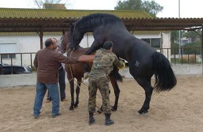 TERCERA GUERRA CARLISTA, SUPRESIÓN DE LA PARADA DE SEMENTALES