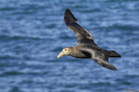 Punta Norte (diciembre de 2016)
