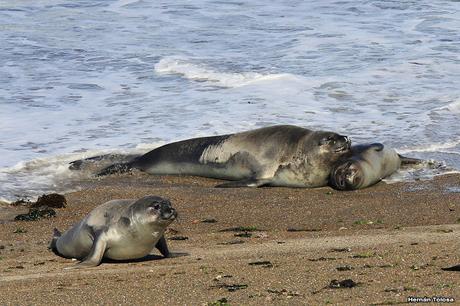 Punta Norte (diciembre de 2016)