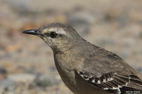 Punta Norte (diciembre de 2016)