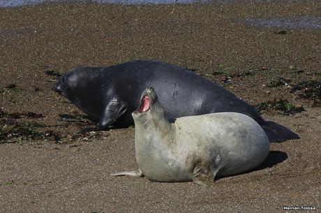 Punta Norte (diciembre de 2016)