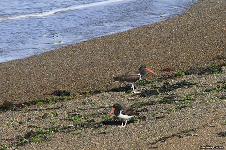 Punta Norte (diciembre de 2016)