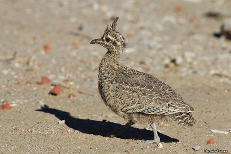 Punta Norte (diciembre de 2016)