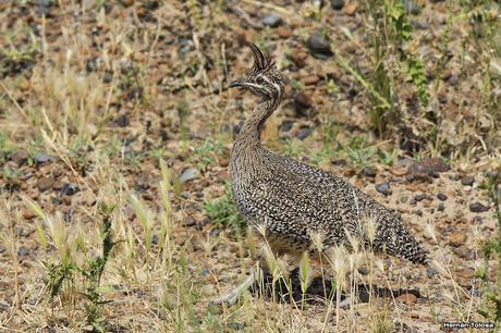 Punta Norte (diciembre de 2016)