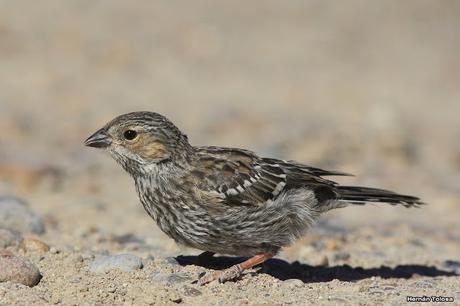 Punta Norte (diciembre de 2016)