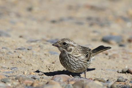 Punta Norte (diciembre de 2016)