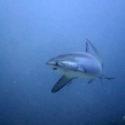 Buceando con el tiburón zorro: Cuaderno de bitácora día 8