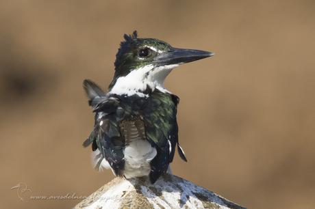 Martín pescador mediano (Amazon Kingfisher) Chloroceryle amazona
