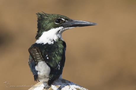 Martín pescador mediano (Amazon Kingfisher) Chloroceryle amazona
