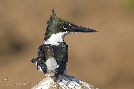 Martín pescador mediano (Amazon Kingfisher) Chloroceryle amazona