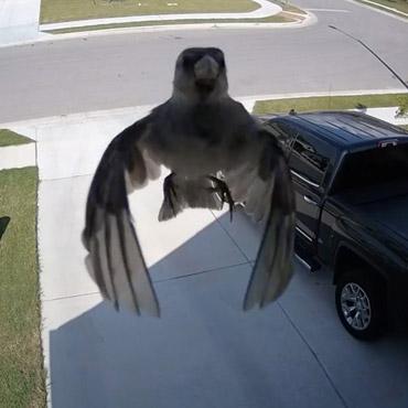 Floaty Bird: When a Camera’s Frame Rate Matches a Bird’s Flapping Wings