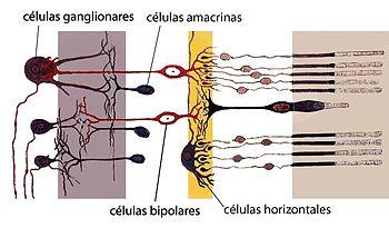 Consiguen Regenerar Células de la Retina