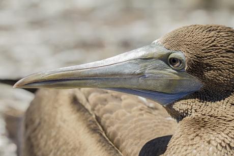 Isabela, tintoreras, túneles y tantas cosas