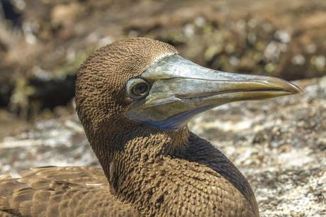 Isabela, tintoreras, túneles y tantas cosas