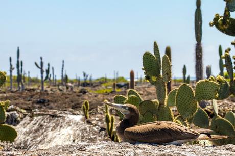 Isabela, tintoreras, túneles y tantas cosas