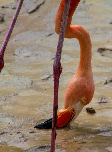 Isabela, tintoreras, túneles y tantas cosas