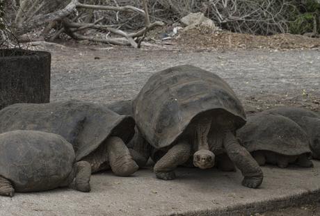 Isabela, tintoreras, túneles y tantas cosas